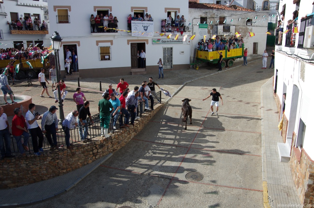 Bull in the plaza Esparragosa de Lares