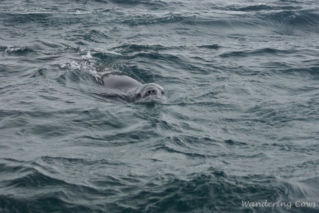 Seal swimming