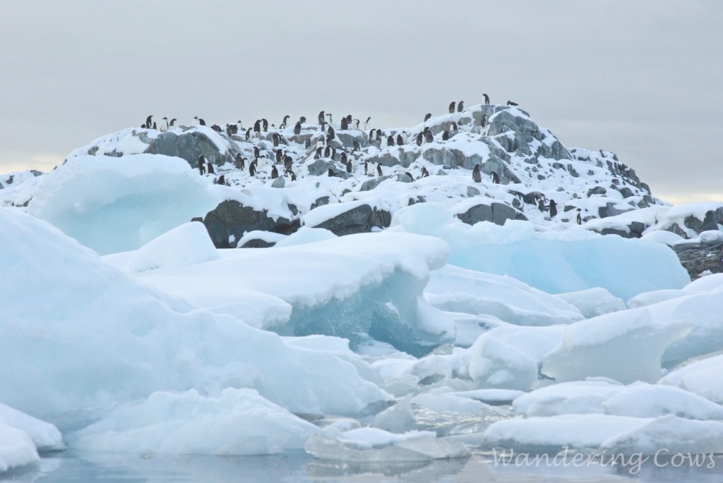 Penguins on ice floe