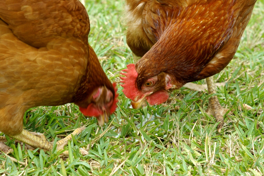 Chickens pecking in the grass
