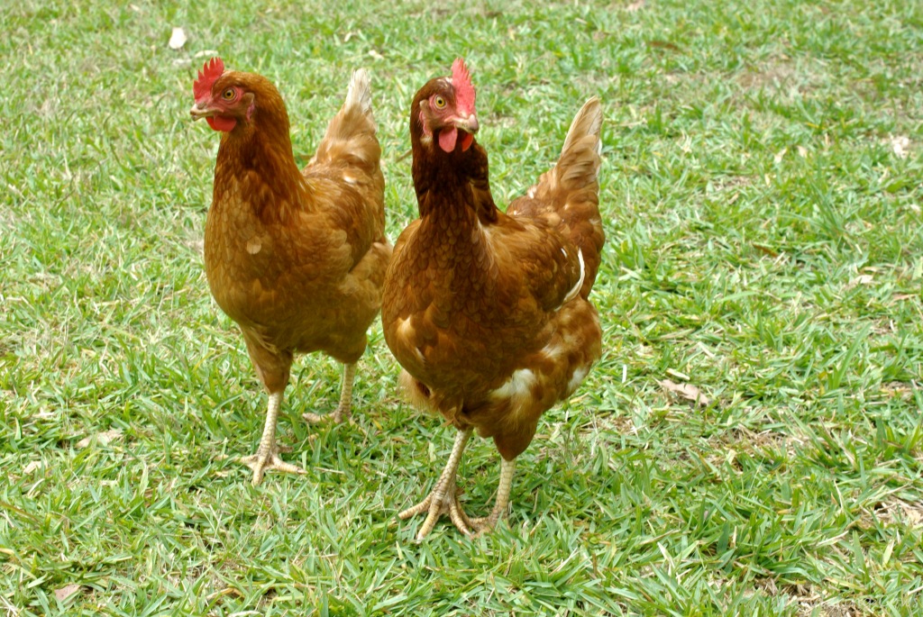 Strutting chickens