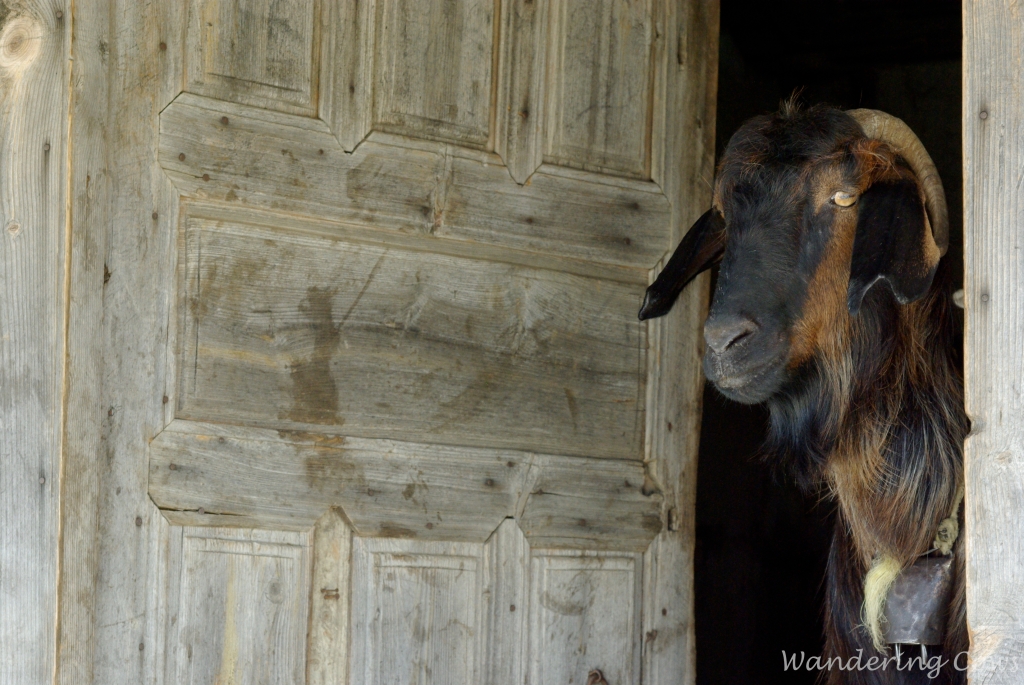 Goat at the door